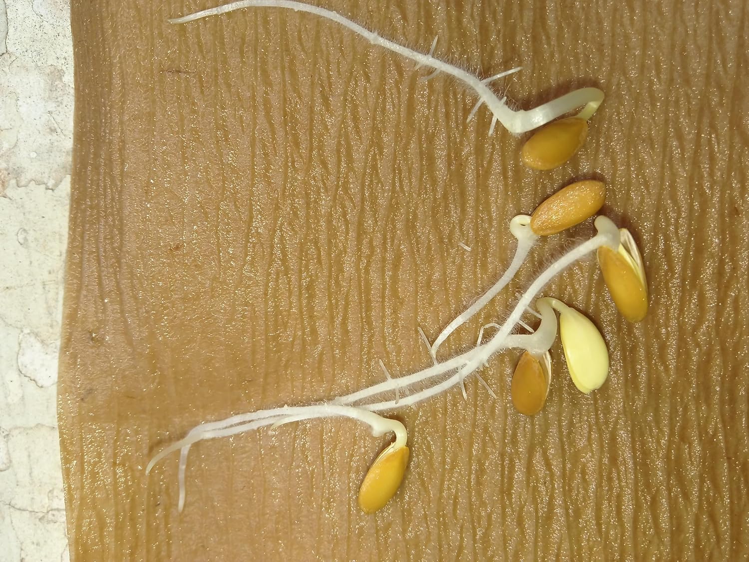 Seed Basket Pack of 3 Melons F1-Hybrid Seeds | Watermelon Green (25), Watermelon Blacks (15), Muskmelon (15) | ISeeds deal for planting, Gardening and Farming