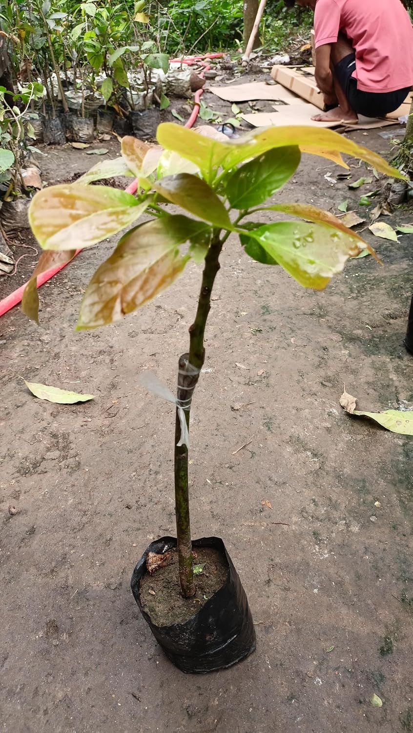 Seeds Ville Dwarf Hass Grafted Avocado Plant 38 cm