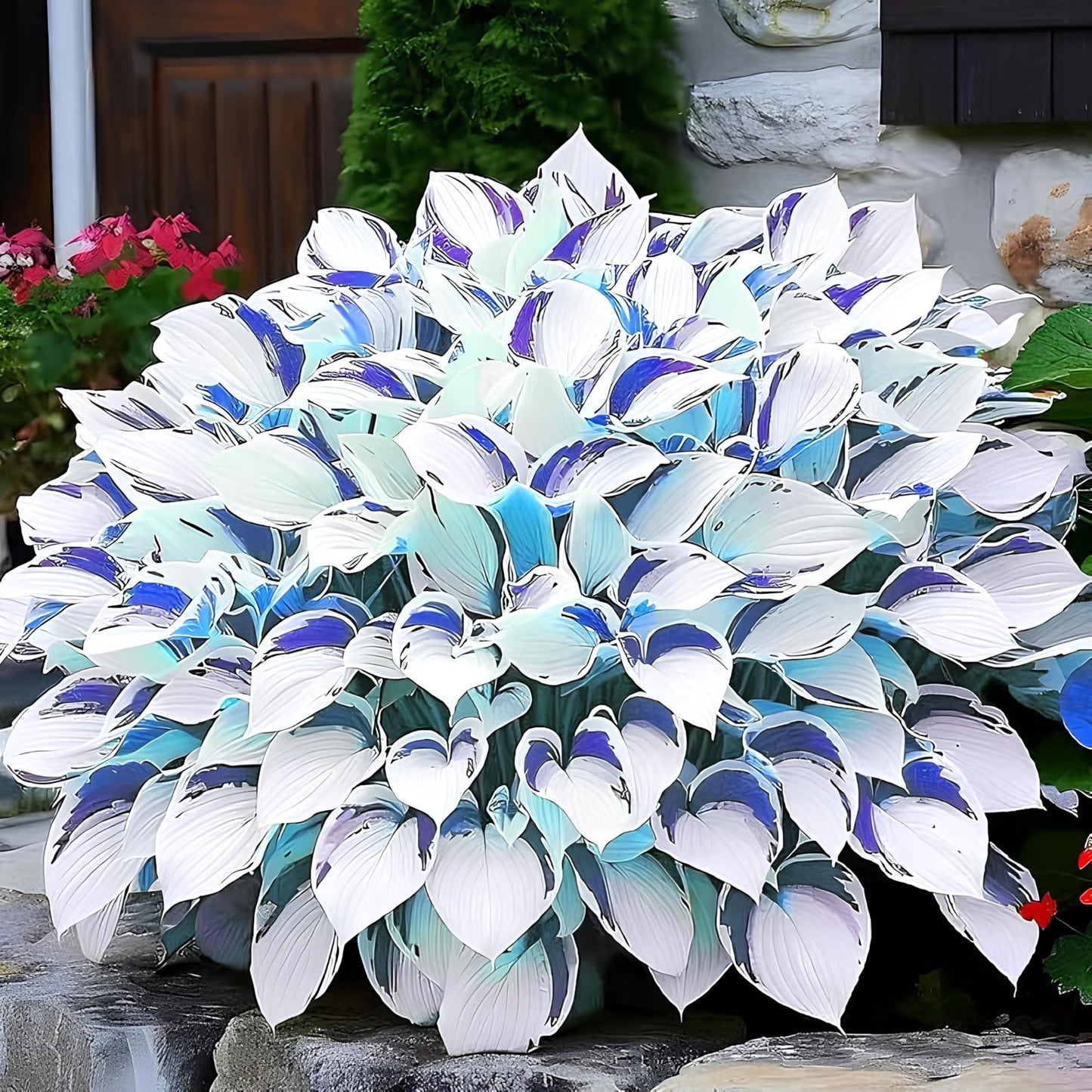 Hosta Seeds For Planting (200 SEEDS) Low Maintenance - Grow Indoor/Outdoor Both - Grow Year Round (BLUE MAGIC)