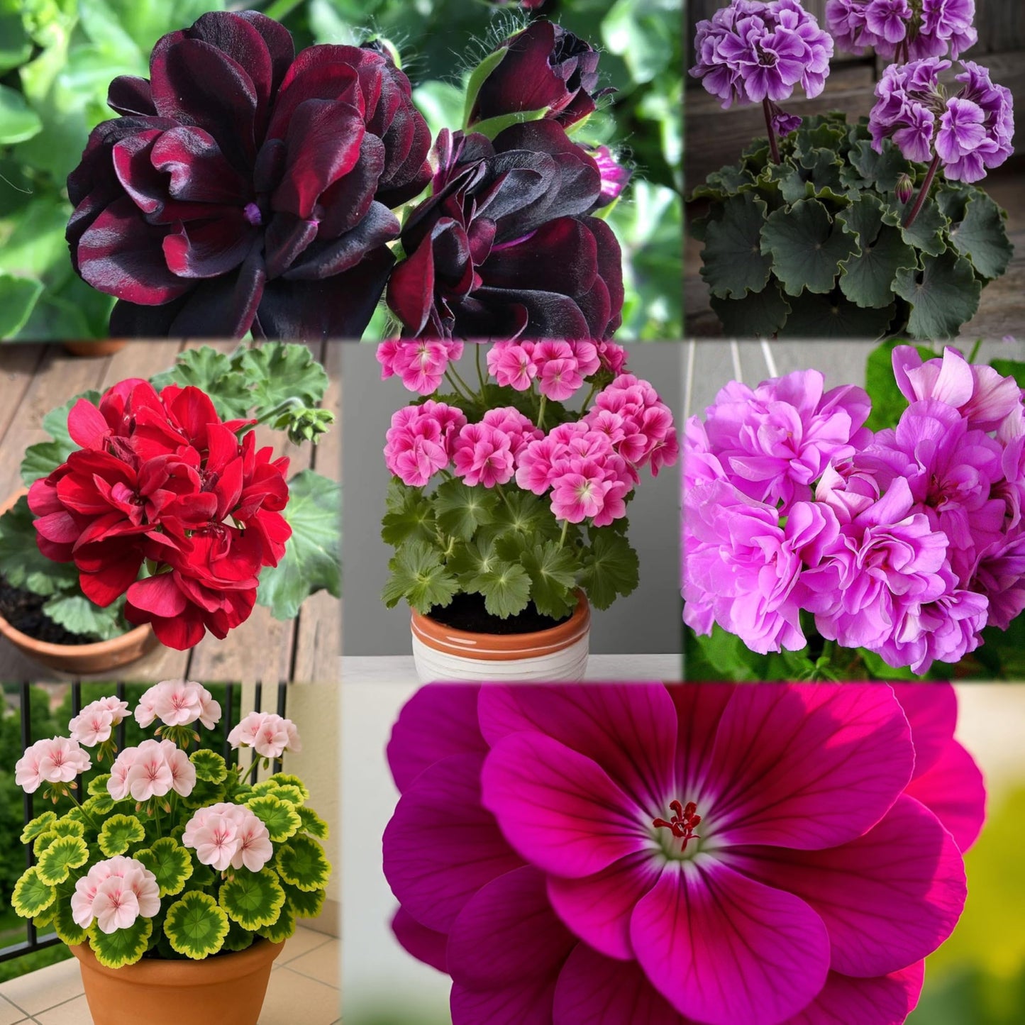 Climbing Double Geranium Flower Seeds for Home and Kitchen Gardening, Pack of 60 to 80 seeds