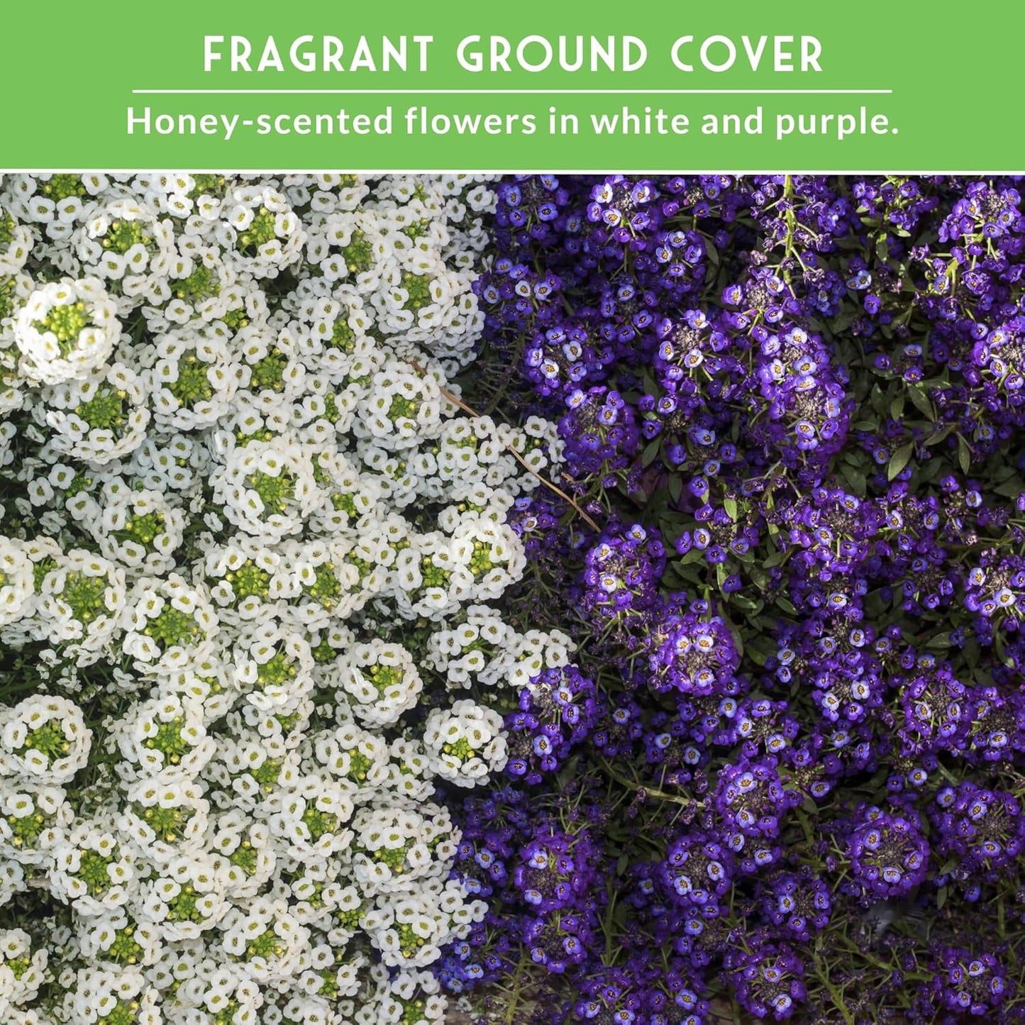Alyssum Seeds for Planting – 2 Varieties | Purple Royal Carpet & White Carpet of Snow Sweet Alyssum – Fragrant Heirloom Flowers & Ground Cover – Survival Garden Seeds