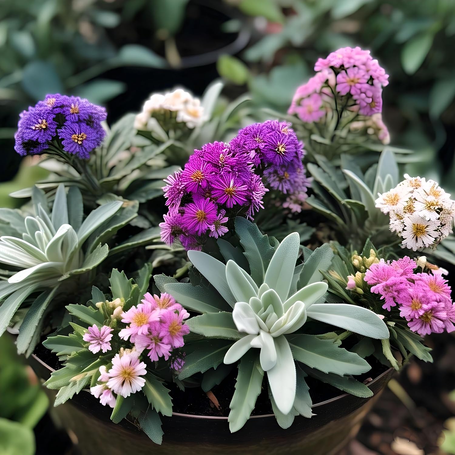 Staice Hybrid Mix Flower Seeds Pack - 50 Seeds, All Year Round Blooming, Easy Grow & Care - Seeds Ville