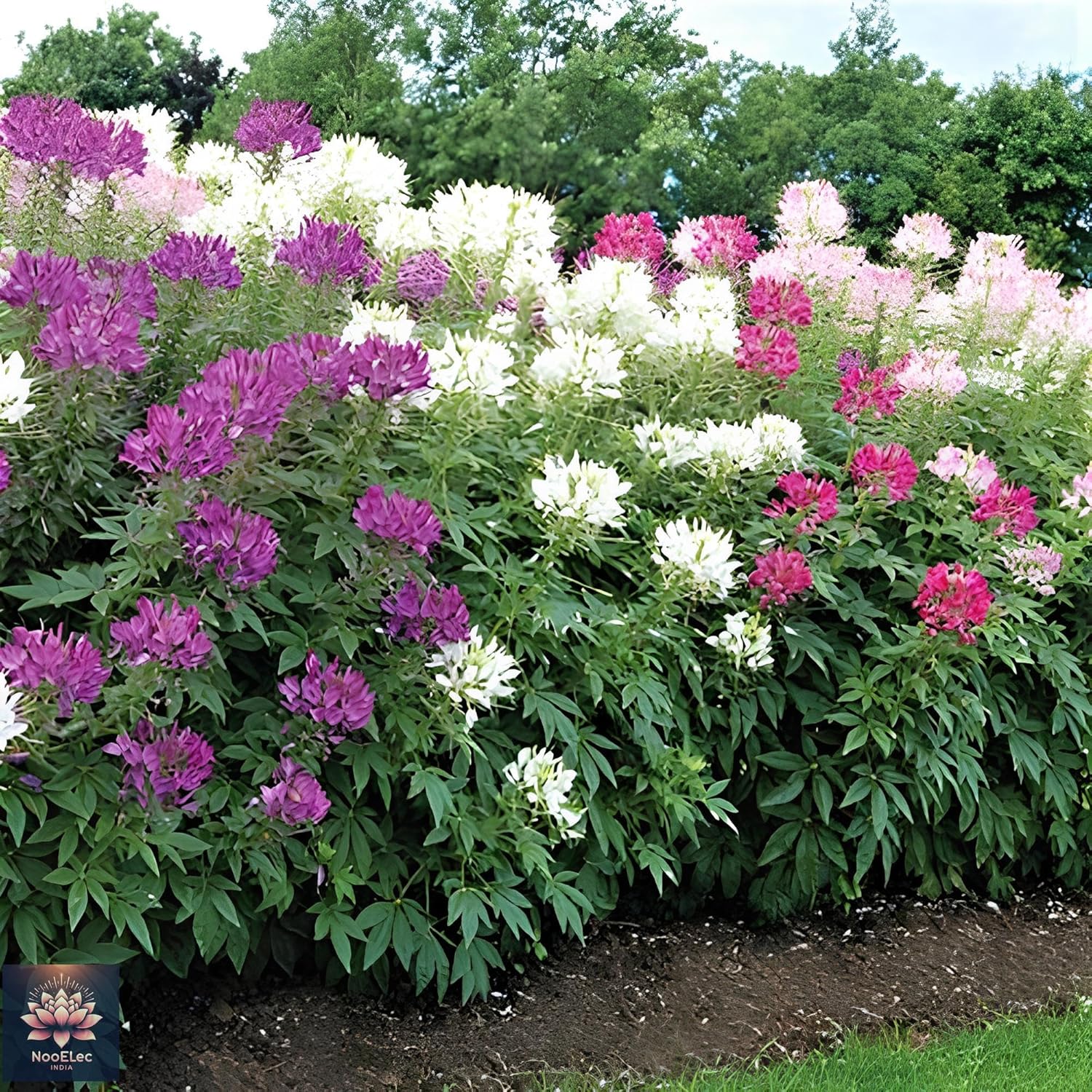 35+ SEEDS- Cleome Flower Seeds For Planting - Easy to Grow, All Year Bloom, Low Maintenance - Seeds Ville