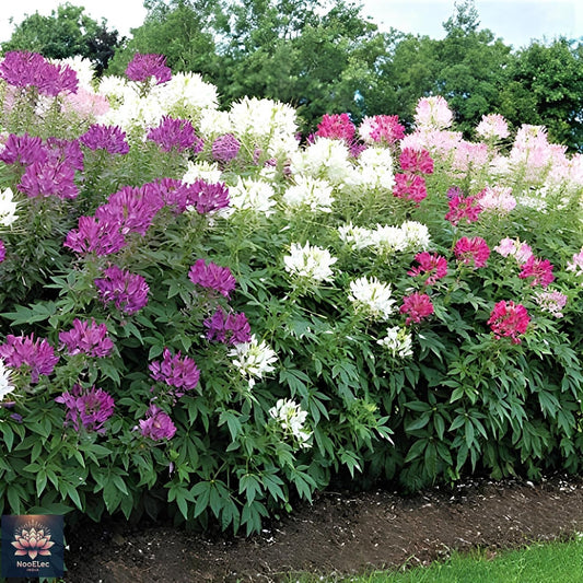 35+ SEEDS- Cleome Flower Seeds For Planting - Easy to Grow, All Year Bloom, Low Maintenance - Seeds Ville