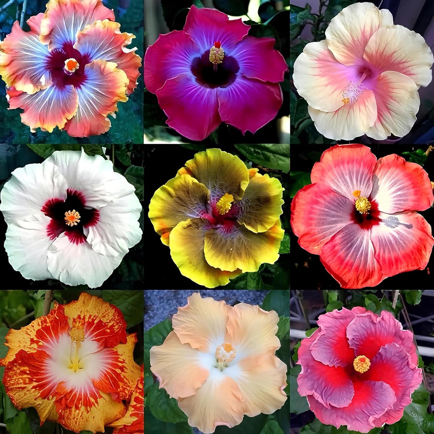 55+ SEEDS- Hibiscus Mix Flower Seeds For Planting Perennial- Low Maintenance Plant Seeds