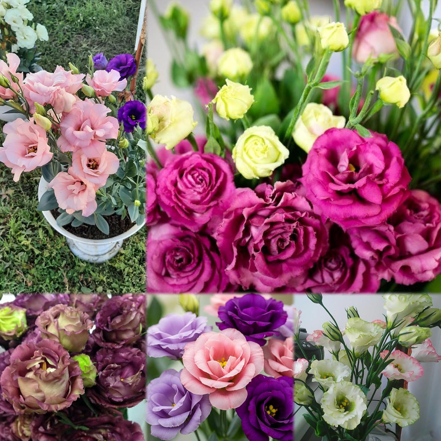 Radha Krishna Agriculture® Imported Lisianthus Flower Seeds for Home and Kitchen Gardening Pack of 100 seeds (MULTISHADE)