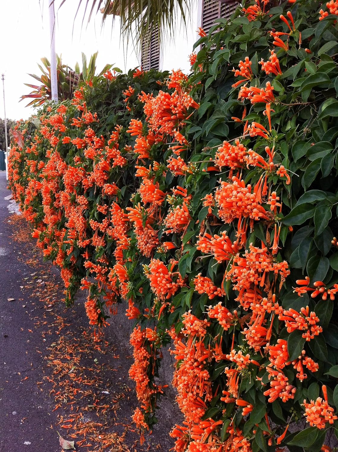 Flame Vine Orange Trumpet Vine Flaming Trumpet Vine-Creepers And Climbers Flower Plant Orange Bignonia Pyrostegia Venusta Bignonia Venusta Live Flower Plant Plant