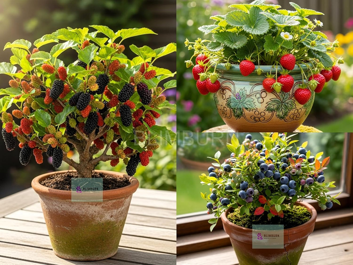 Exotic Dwarf Fruit Seeds Combo - 60 Seeds Total (20x Mulberry, 20x Blueberry, 20x Strawberry) | All Season, Easy to Grow for Balcony, Indoor, and Outdoor Home Garden in India - Seeds Ville