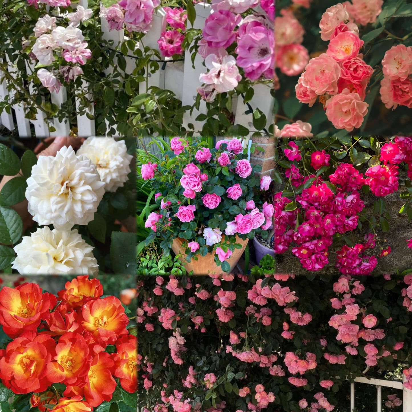 Imported Climbing Rose Flower seeds for Home and Kitchen Gardening Pack 80 to 100 seeds (MIXEDCOLOR SHADE-3)