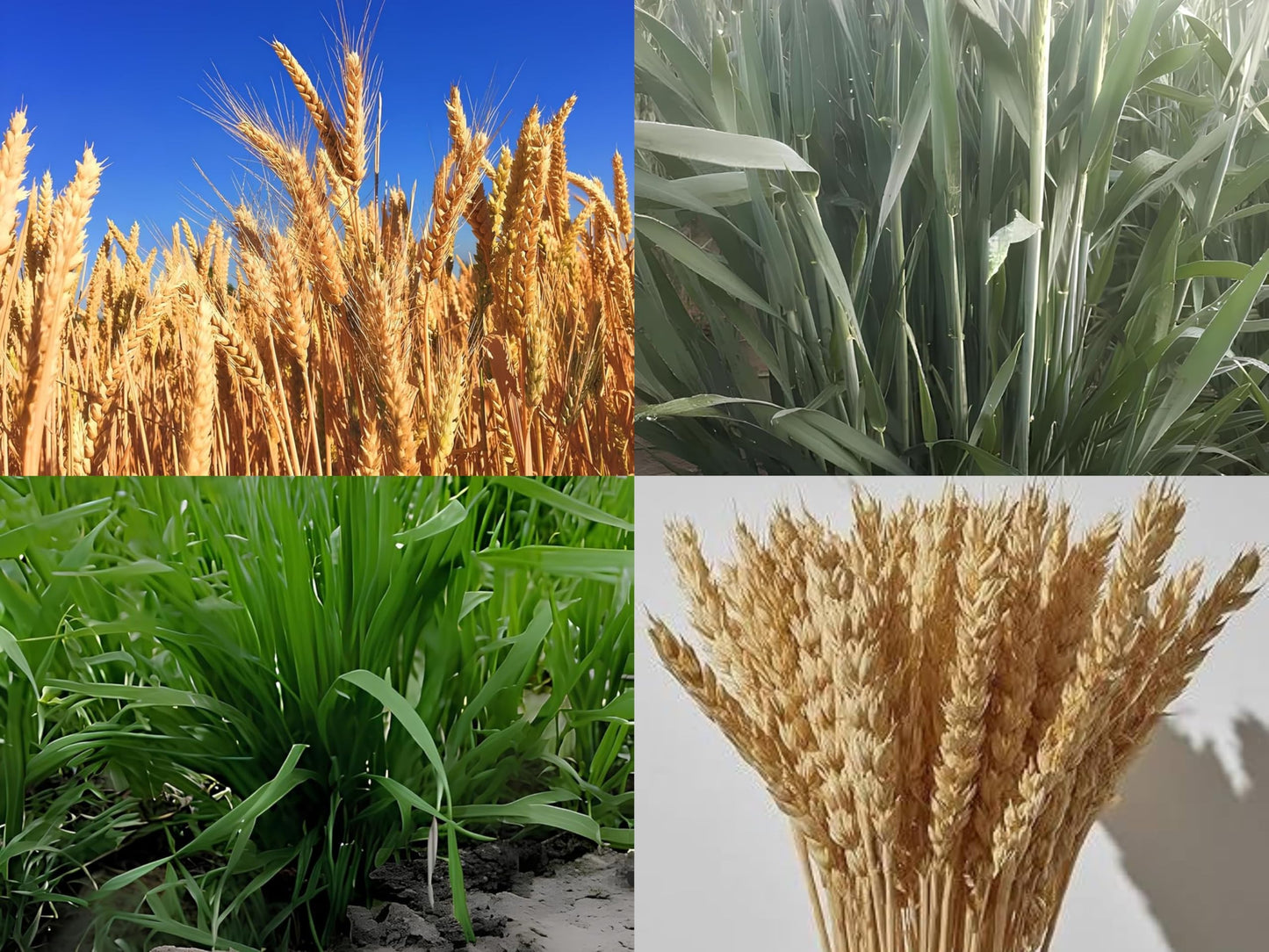 DG 09 ISRAEL GEHU SEEDS- HIGH YIELD SEEDS - 40 QUINTAL CROP IN 1 ACRE (15 KG) - Seeds Ville