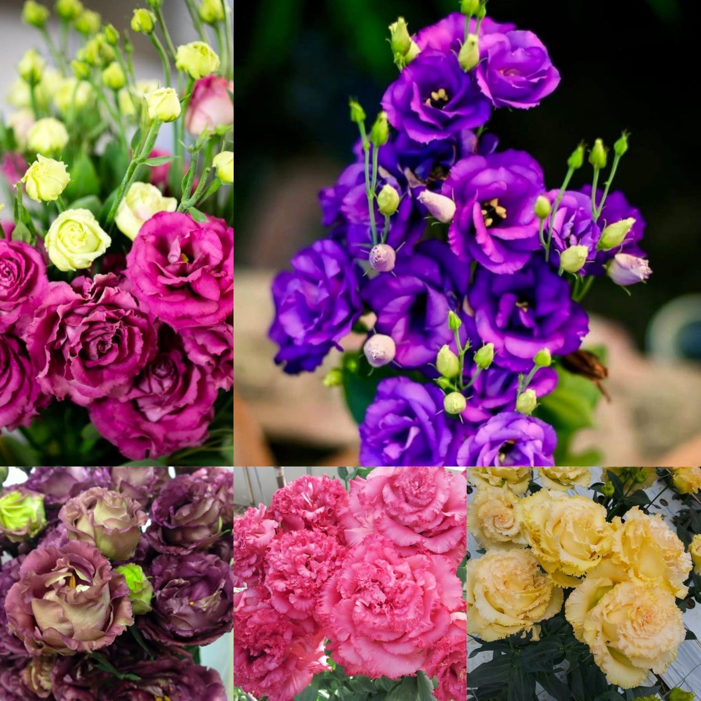 Radha Krishna Agriculture® Imported Lisianthus Flower Seeds for Home and Kitchen Gardening Pack of 100 seeds (MULTISHADE)