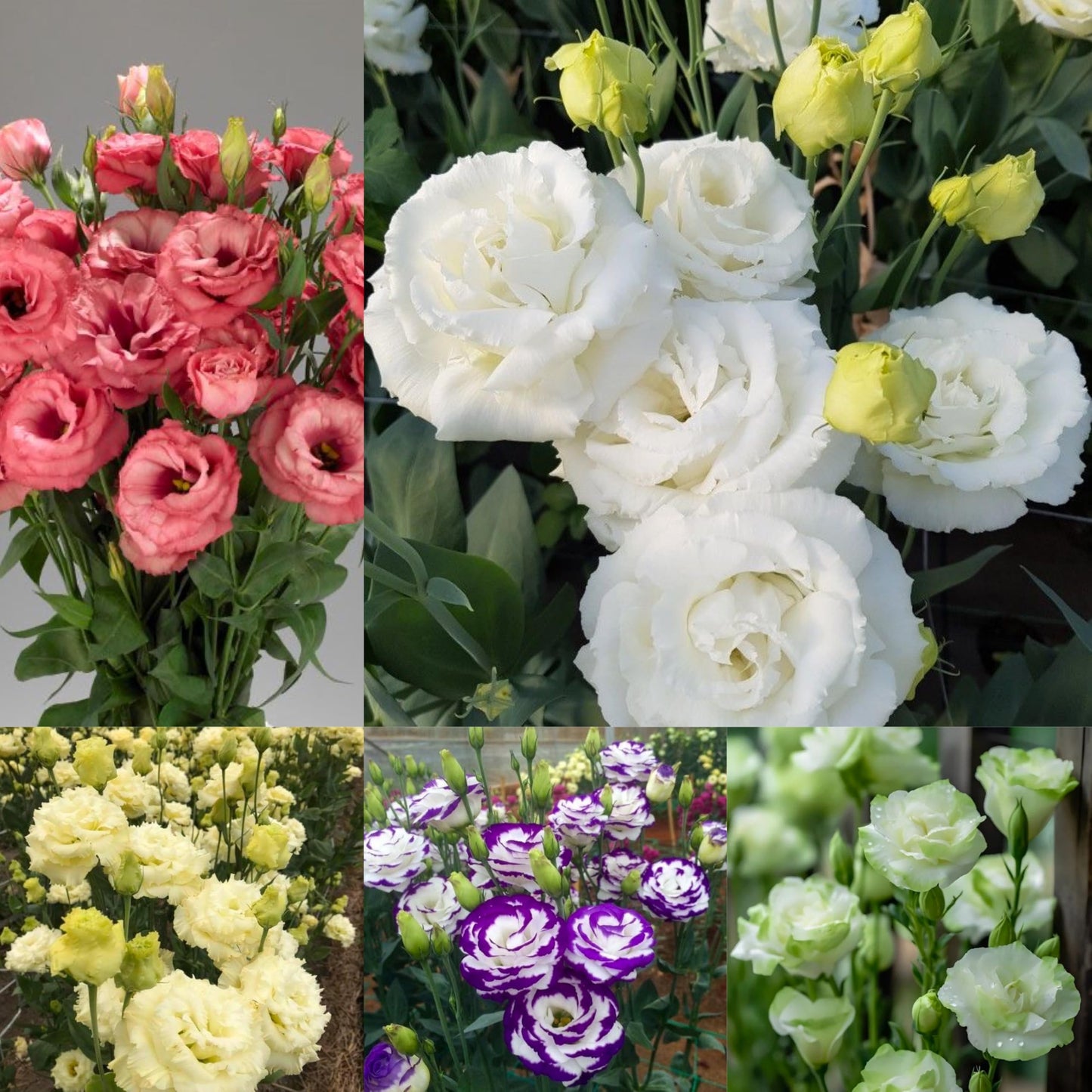 Radha Krishna Agriculture® Imported Lisianthus Flower Seeds for Home and Kitchen Gardening Pack of 100 seeds (MULTISHADE)