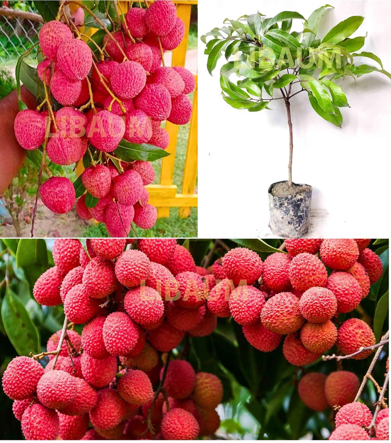Muzaffarpur Shahi Litchi Fruit Live Plant | Lichi | Lychee | Lichu | Air Layered - Hybrid | High-Yield - Sweet Fruiting Tree For Home Garden (1-2 Feet Height 1 Leechi Plant in Poly Bag)