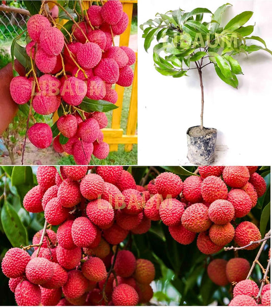 Muzaffarpur Shahi Litchi Fruit Live Plant | Lichi | Lychee | Lichu | Air Layered - Hybrid | High-Yield - Sweet Fruiting Tree For Home Garden (1-2 Feet Height 1 Leechi Plant in Poly Bag)
