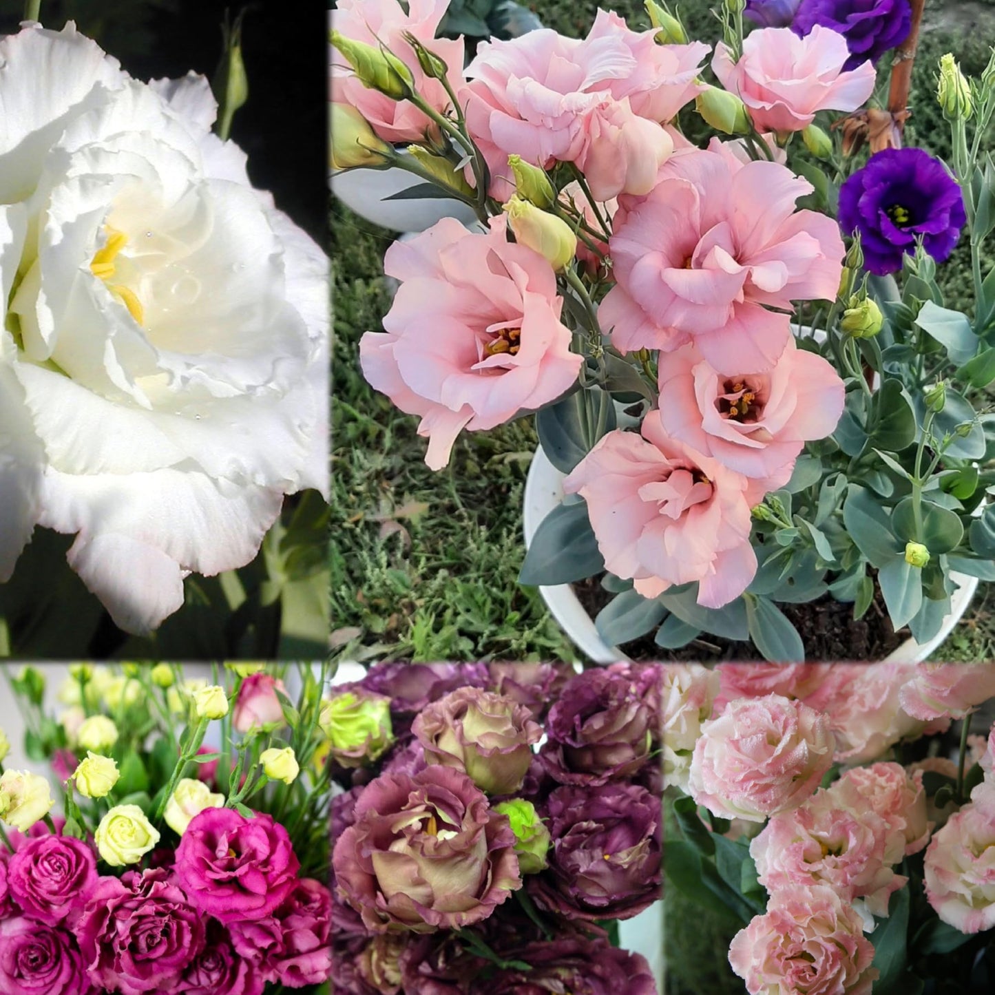 Radha Krishna Agriculture® Imported Lisianthus Flower Seeds for Home and Kitchen Gardening Pack of 100 seeds (MULTISHADE)