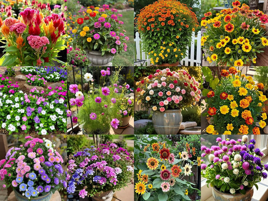 12-in-1 Summer Flower Rare Hybrid Seeds Collection: Easy to Grow, Low Maintenance, Suitable for All Indian Regions - Seeds Ville