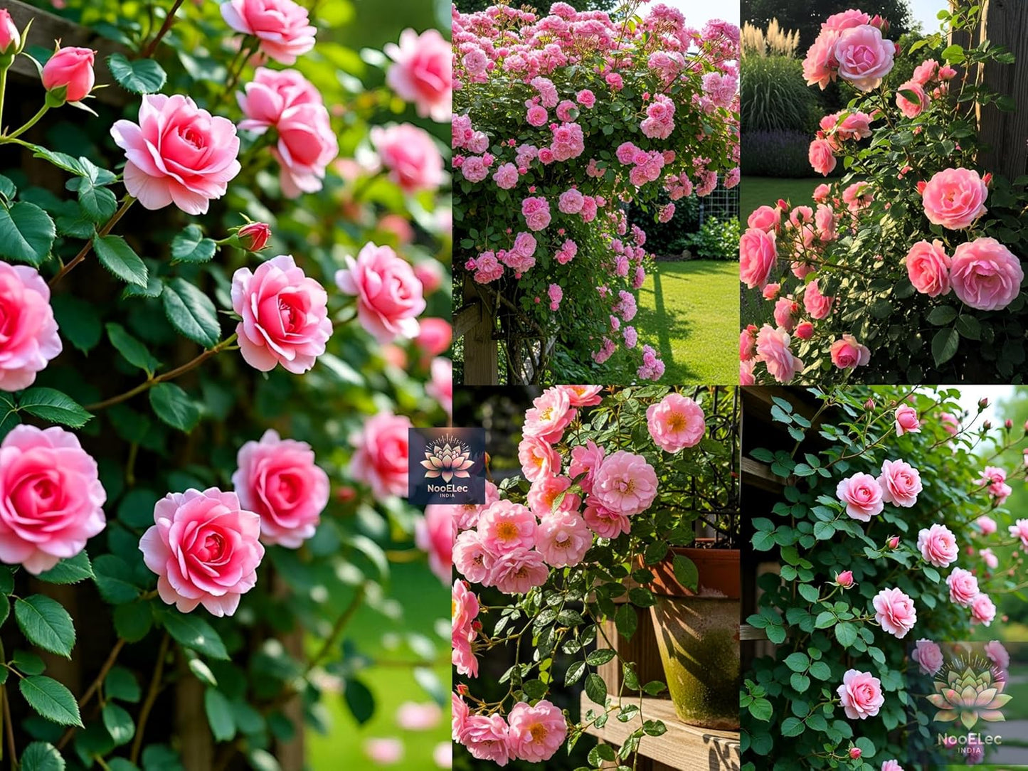 Pink Rose Climbing Flower Seeds - 100 Seeds Pack, Easy to Grow in All Indian Climates, All Year Bloom - Seeds Ville