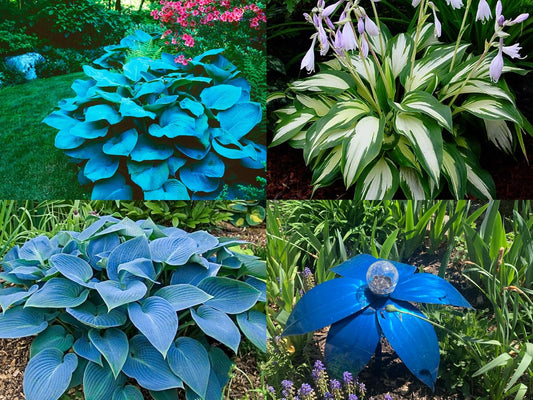 50+ SEEDS- Hosta Mix Flower Seeds For Planting- Grow Year Round.