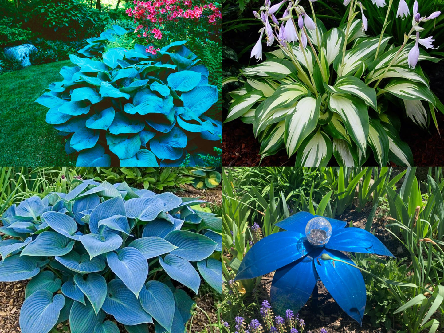 Hosta Seeds For Planting (200 SEEDS) Low Maintenance - Grow Indoor/Outdoor Both - Grow Year Round (GOLDEN SUNSHINE)