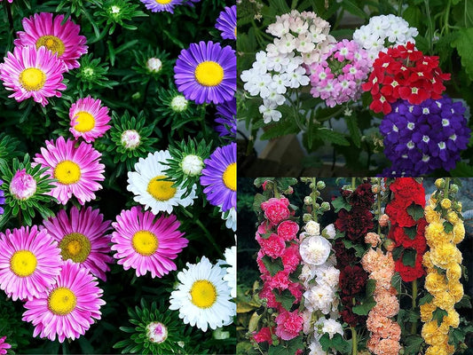 Mix EXOTIC Flower Seeds Combo Pack- Aster Rainbow Mix, Hollyhock Mix, Verbena Mix - 20 Seeds of Each - Seeds Ville