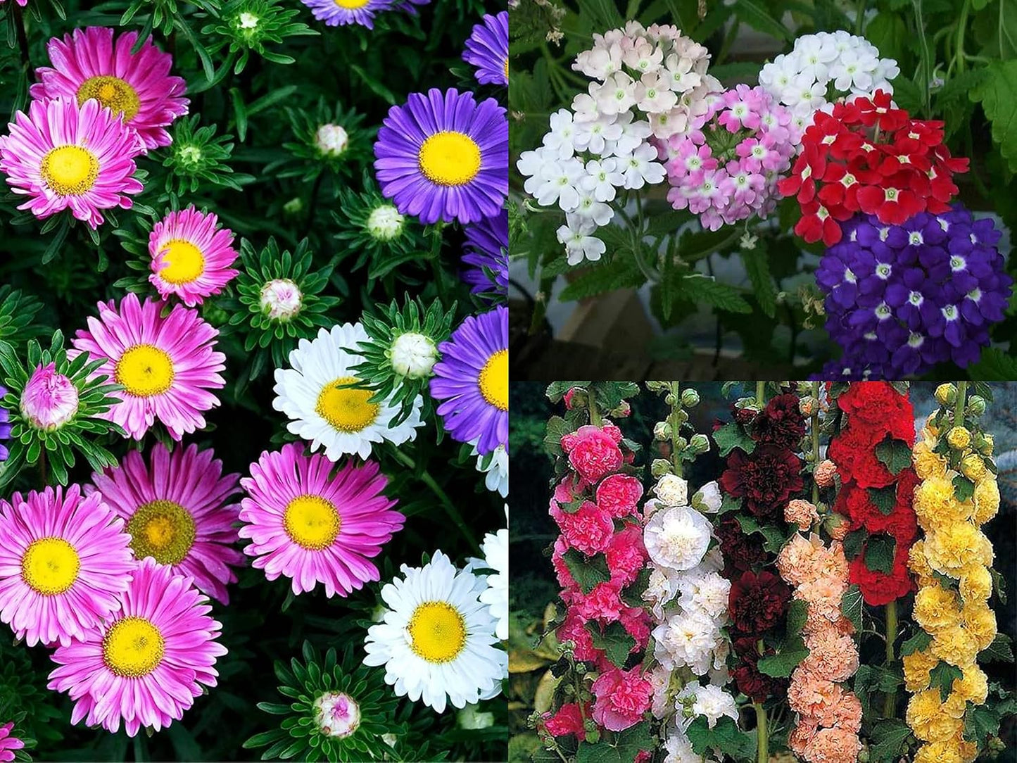 Mix EXOTIC Flower Seeds Combo Pack- Aster Rainbow Mix, Hollyhock Mix, Verbena Mix - 20 Seeds of Each - Seeds Ville