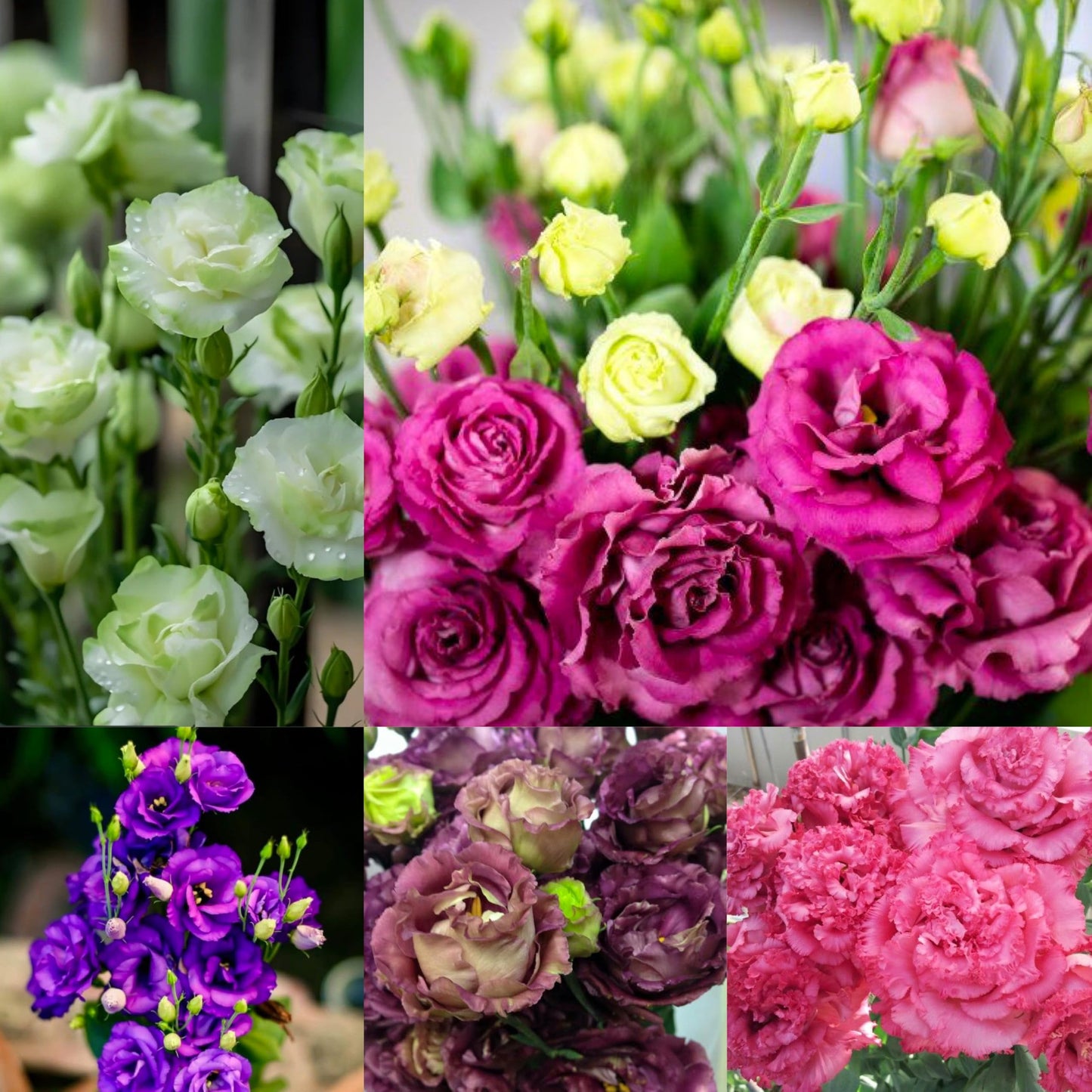Radha Krishna Agriculture® Imported Lisianthus Flower Seeds for Home and Kitchen Gardening Pack of 100 seeds (MULTISHADE)