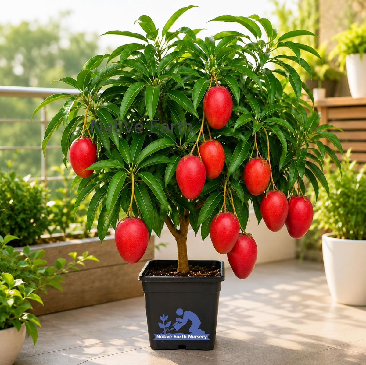 Seeds Ville Japanese Miyazaki Mango Grafted Live Plant Hybrid