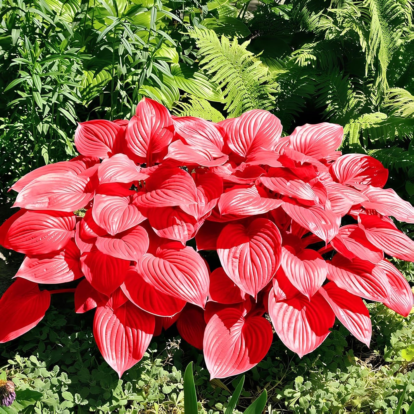 Hosta Seeds For Planting (200 SEEDS) Low Maintenance - Grow Indoor/Outdoor Both - Grow Year Round (ALL MIX)