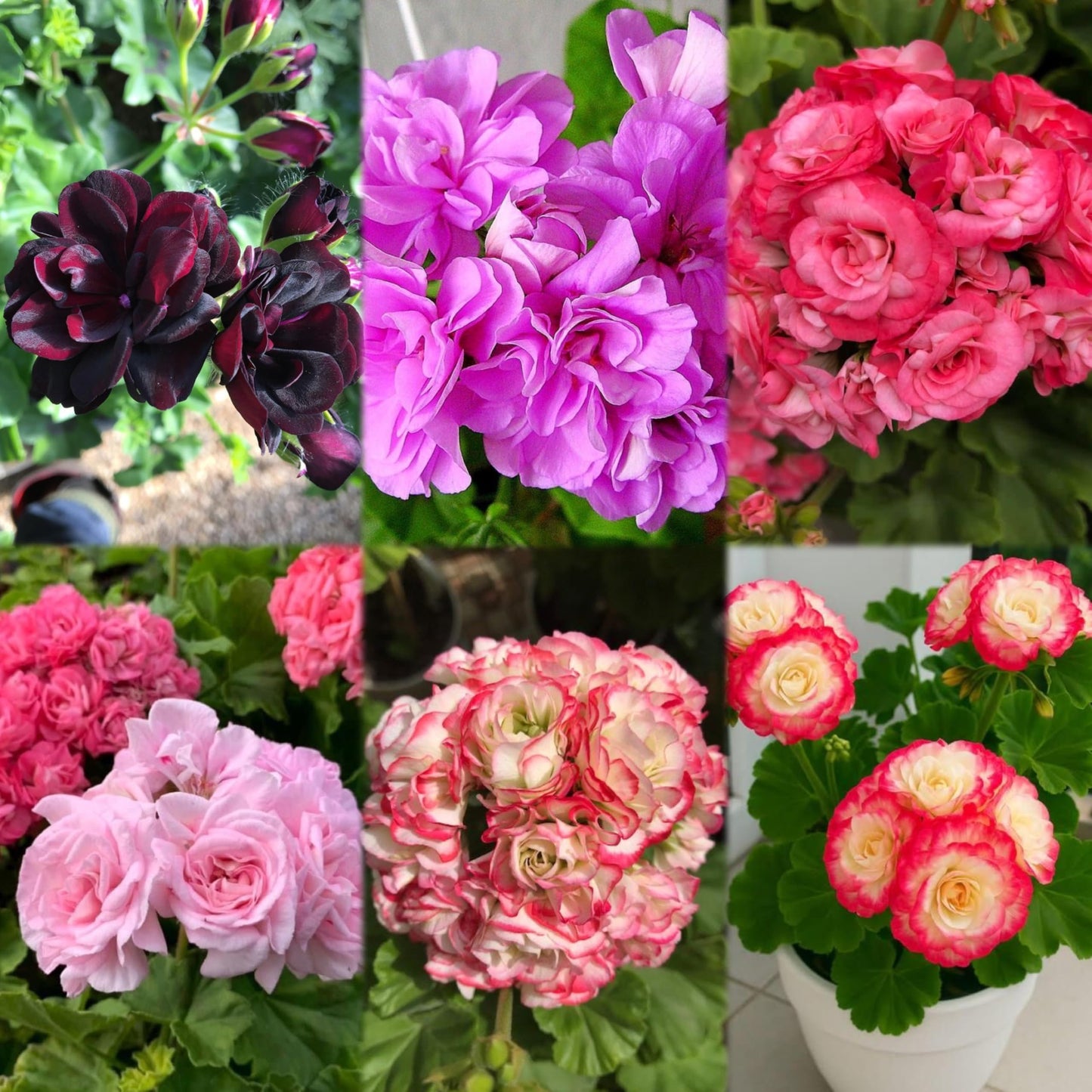 Climbing Double Geranium Flower Seeds for Home and Kitchen Gardening, Pack of 60 to 80 seeds