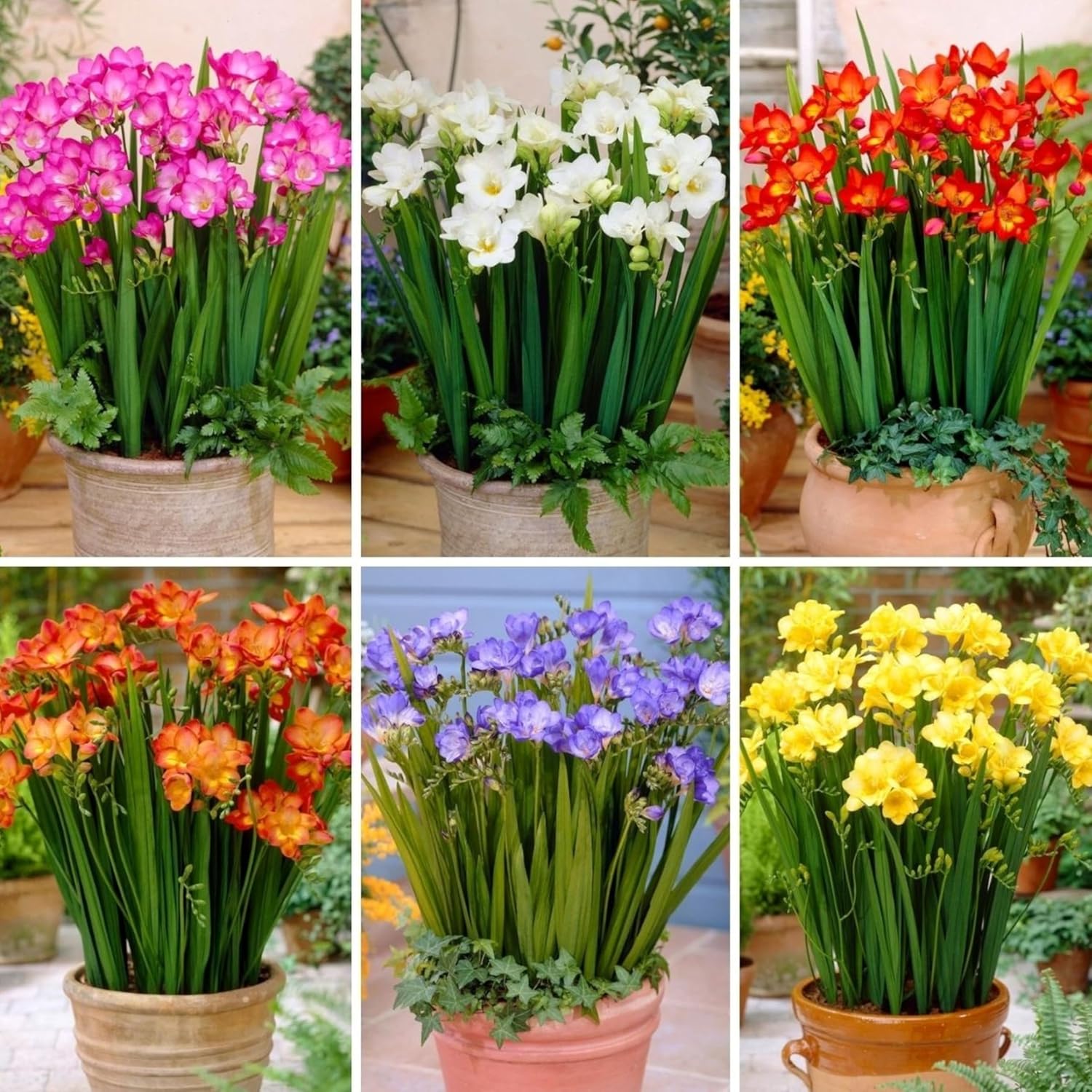 Greens Freesia Multicolor Flower Bulbs For Indoor/Outdoor Gardening (Set Of 10 Bulbs)