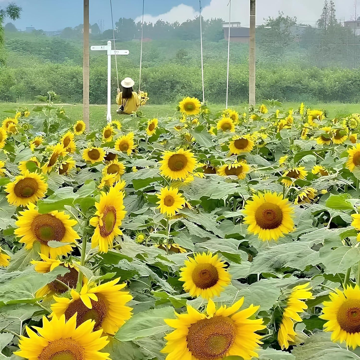 BlimBurn 50 pcs Multi-Headed HYBRID Yellow Sunflower Seeds for Planting- Rare and Stunning Garden Blooms - Grow Year Round - Seeds Ville