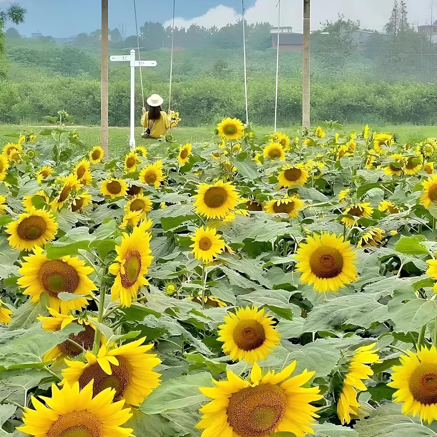 BlimBurn 50 pcs Multi-Headed HYBRID Yellow Sunflower Seeds for Planting- Rare and Stunning Garden Blooms - Grow Year Round - Seeds Ville
