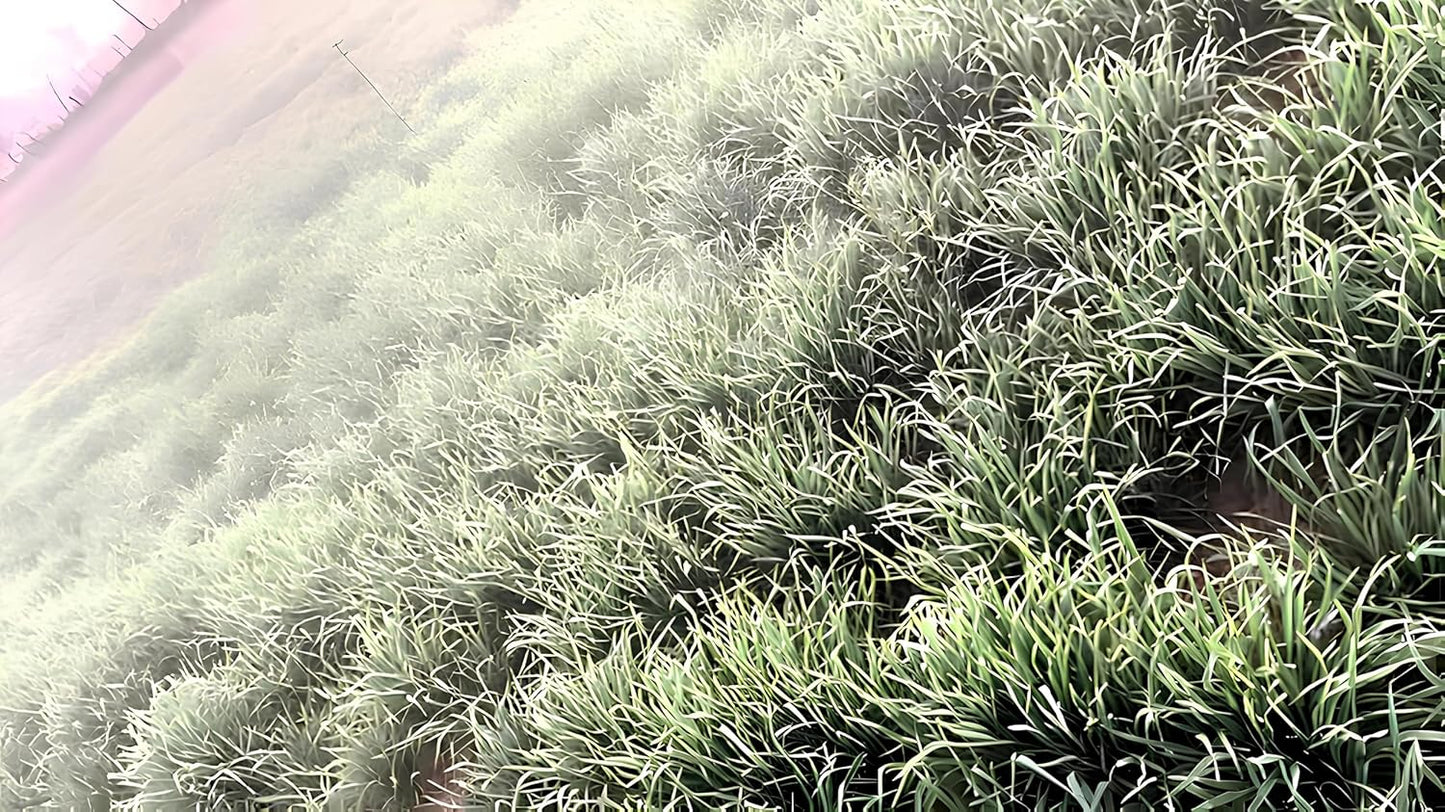 DG 09 ISRAEL GEHU SEEDS- HIGH YIELD SEEDS - 40 QUINTAL CROP IN 1 ACRE (15 KG) - Seeds Ville