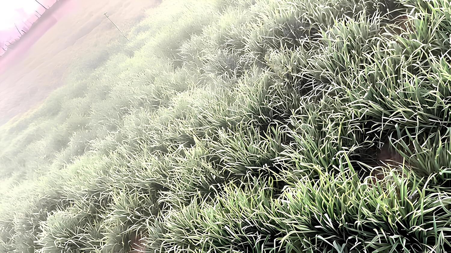 DG 09 ISRAEL GEHU SEEDS- HIGH YIELD SEEDS - 40 QUINTAL CROP IN 1 ACRE (15 KG) - Seeds Ville