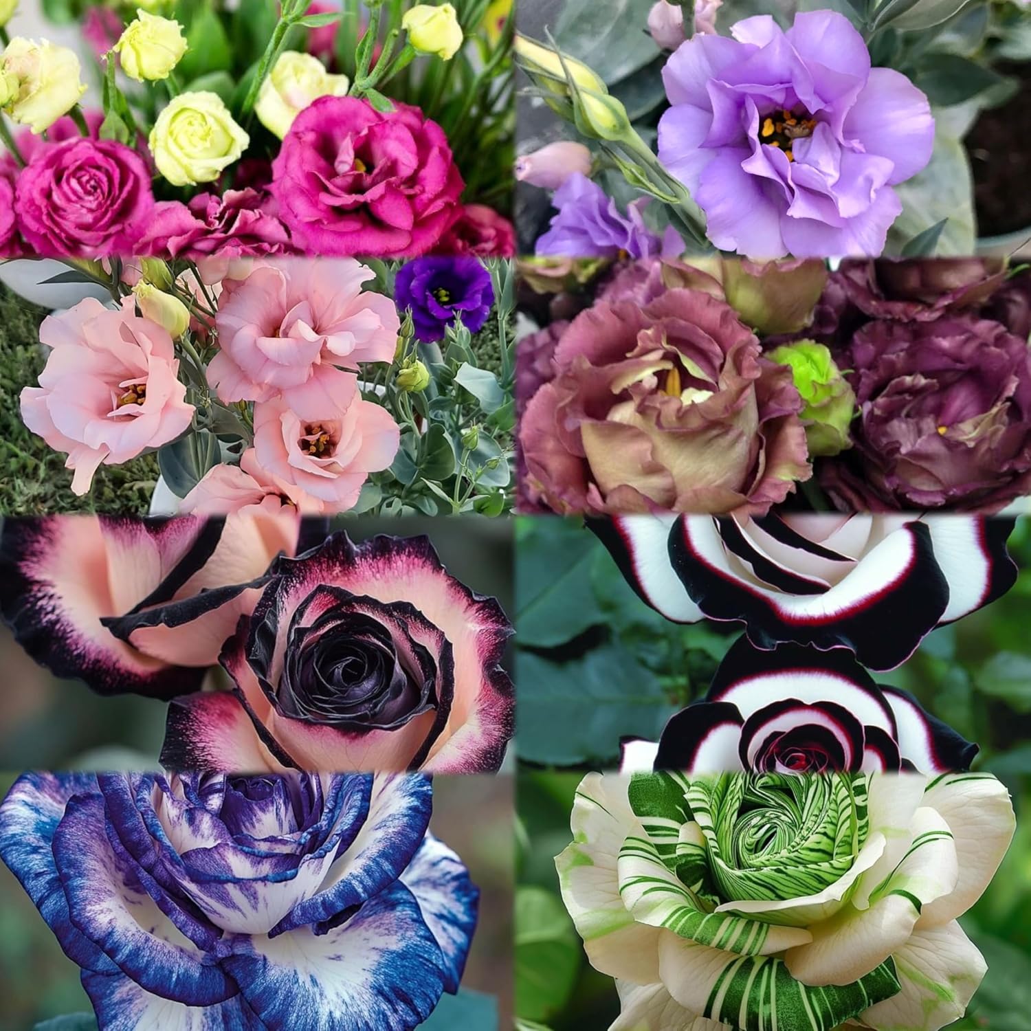 Radha Krishna Agriculture® Imported Lisianthus Flower Seeds for Home and Kitchen Gardening Pack of 100 seeds (MULTISHADE)