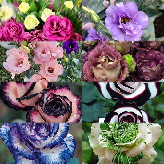 Radha Krishna Agriculture® Imported Lisianthus Flower Seeds for Home and Kitchen Gardening Pack of 100 seeds (MULTISHADE)