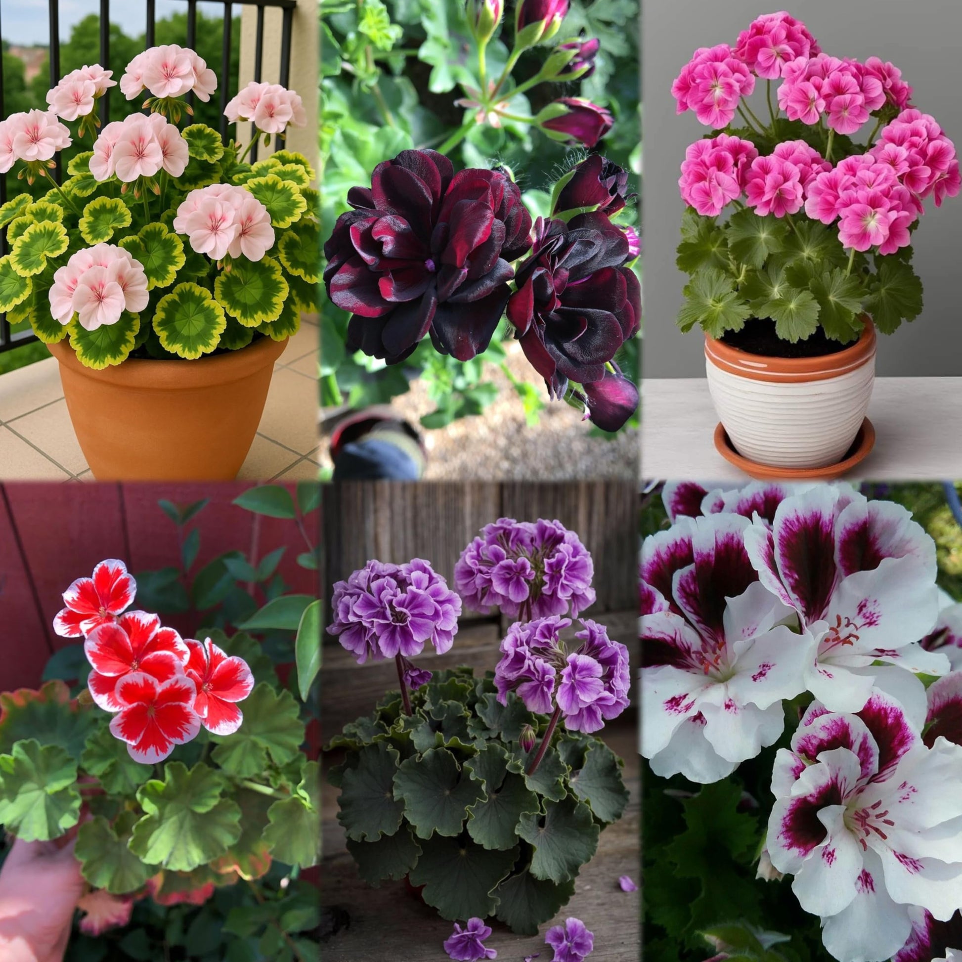 double geranium seeds Climbing Double Geranium Flower Seeds for Home and Kitchen Gardening, – Seeds Ville