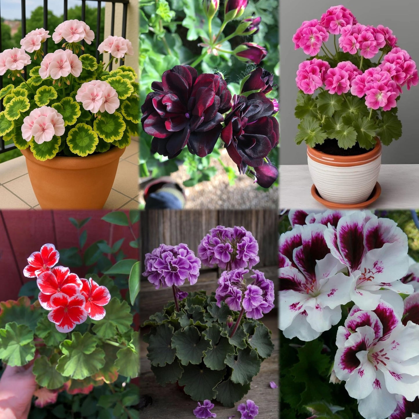 Climbing Double Geranium Flower Seeds for Home and Kitchen Gardening, Pack of 60 to 80 seeds