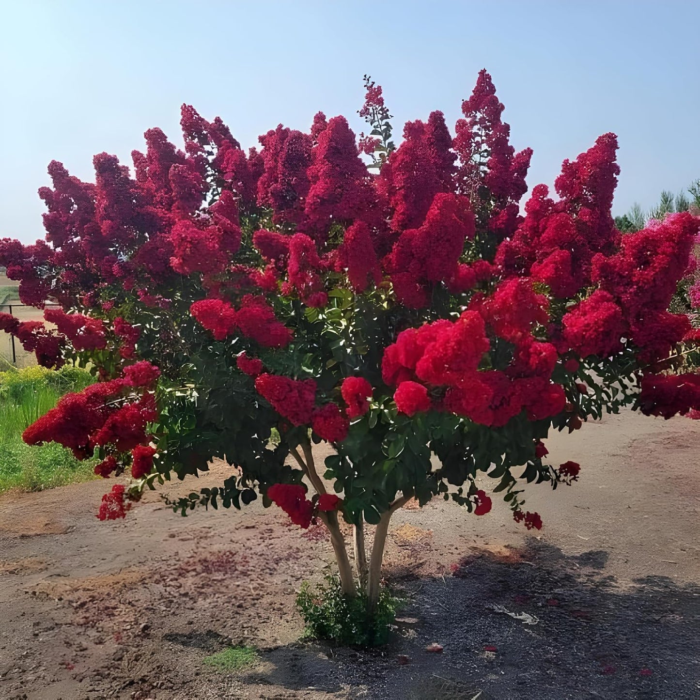 Seeds Ville Furush Rare Variety Flower Live Plant Outdoor Tree