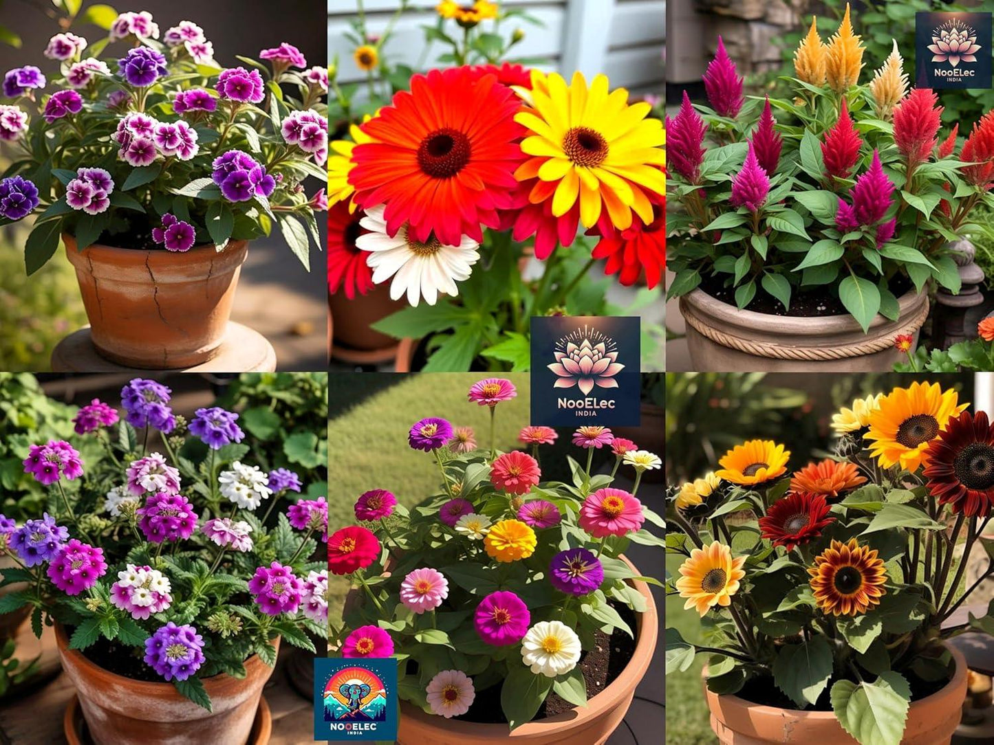 1000+ Seeds, 1000 Smiles! 20 Variety Hybrid Flower Seeds Combo Pack for Summer & Winter - Low Maintenance. - Seeds Ville