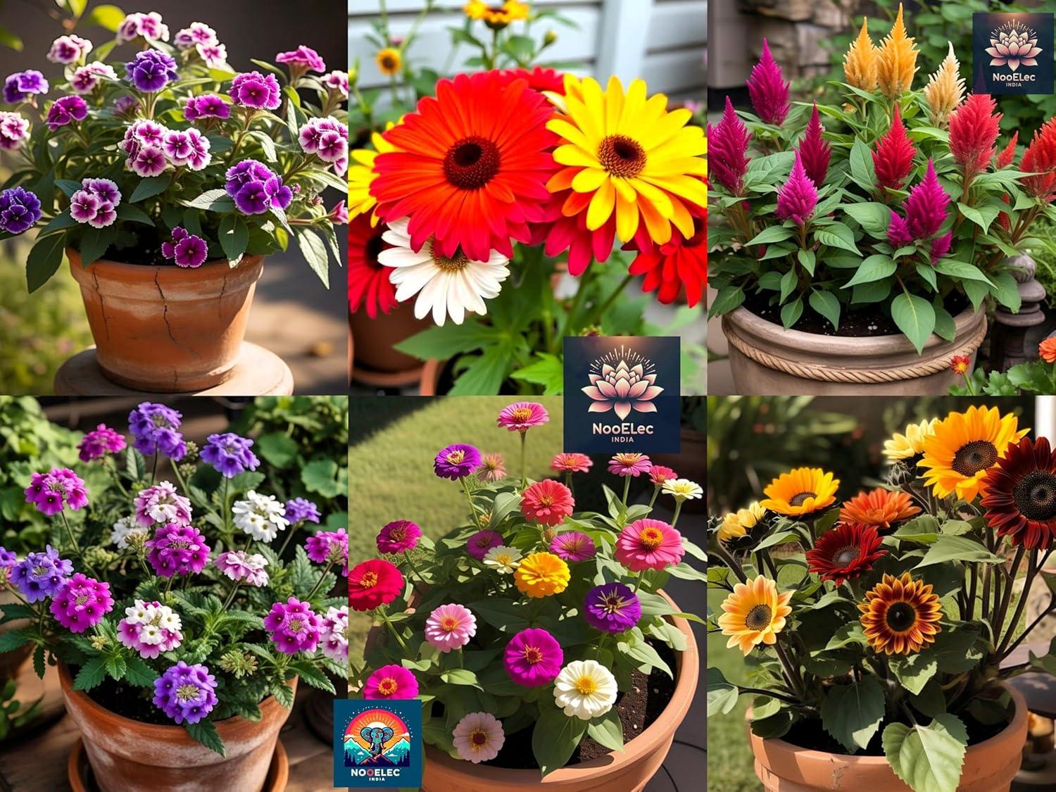 1000+ Seeds, 1000 Smiles! 20 Variety Hybrid Flower Seeds Combo Pack for Summer & Winter - Low Maintenance. - Seeds Ville