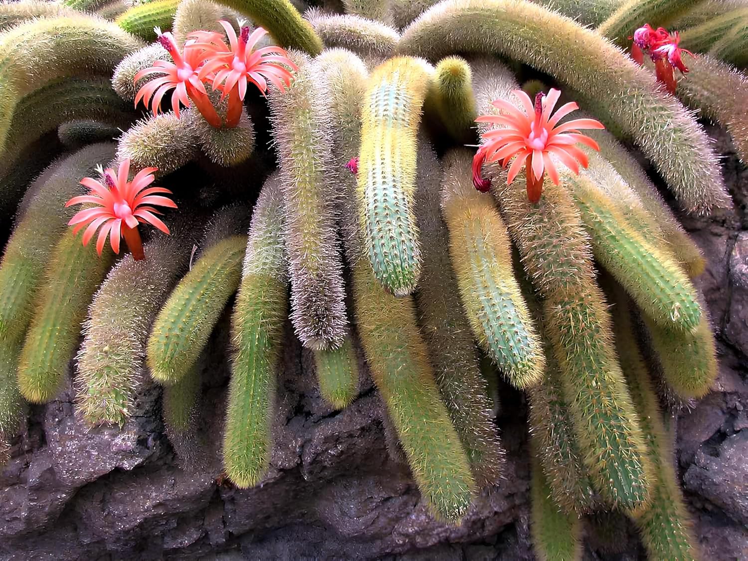 35+ SEEDS All Seasons Monkey Tail Cactus Seeds For Planting Home Garden -Indoor or Outdoor