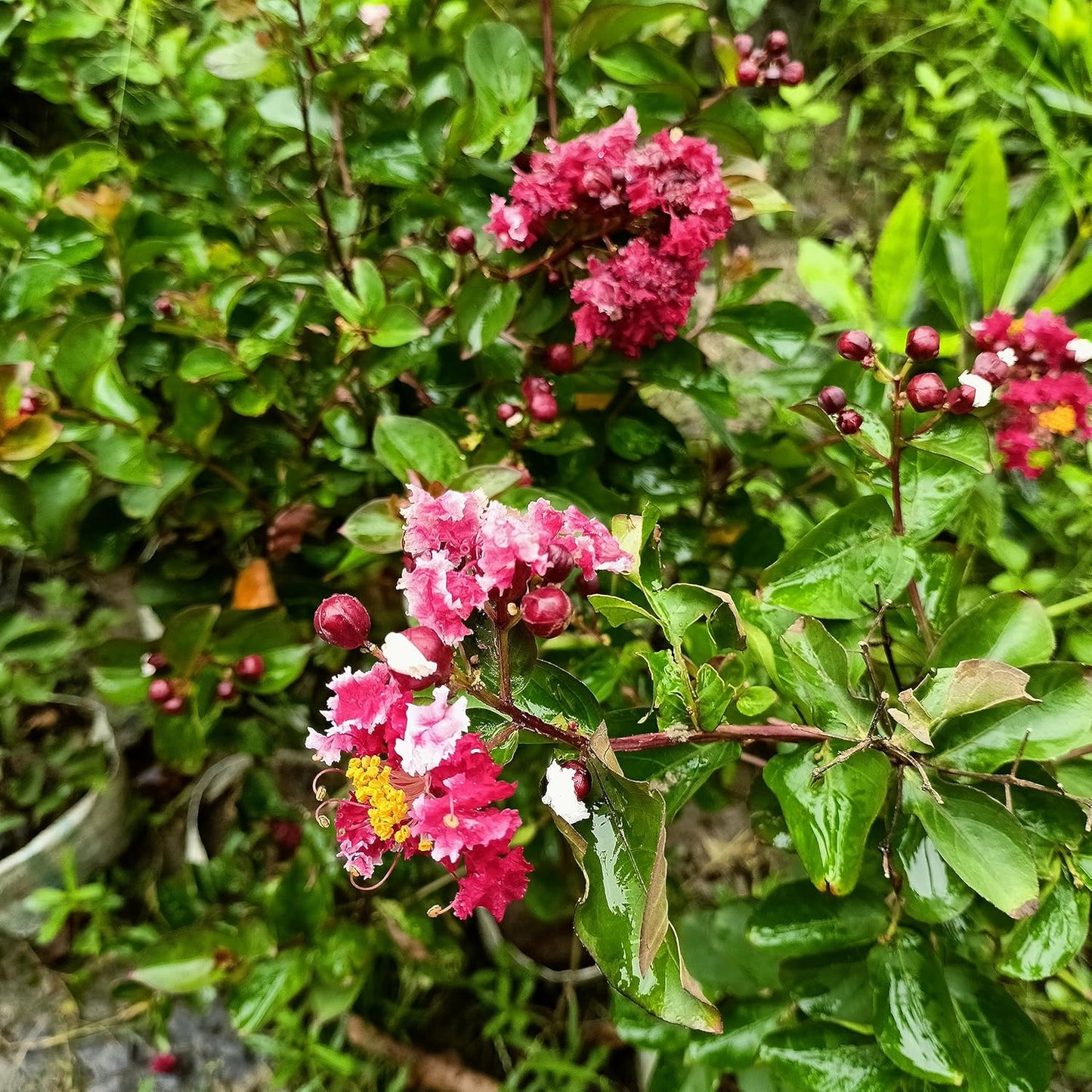 Legerstomia Red Crape Myrtle Furush Flower Live plant(Plant Height -1.5 Ft- 2 Ft) - Seeds Ville