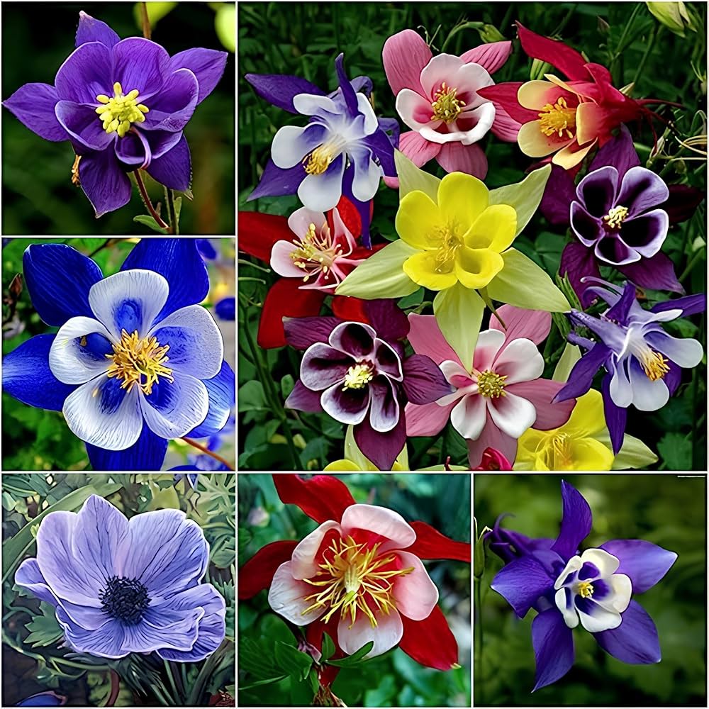 50 SEEDS- Columbine Mix Aquilegia Perennial Flower Seeds- Home Garden Eco Pack