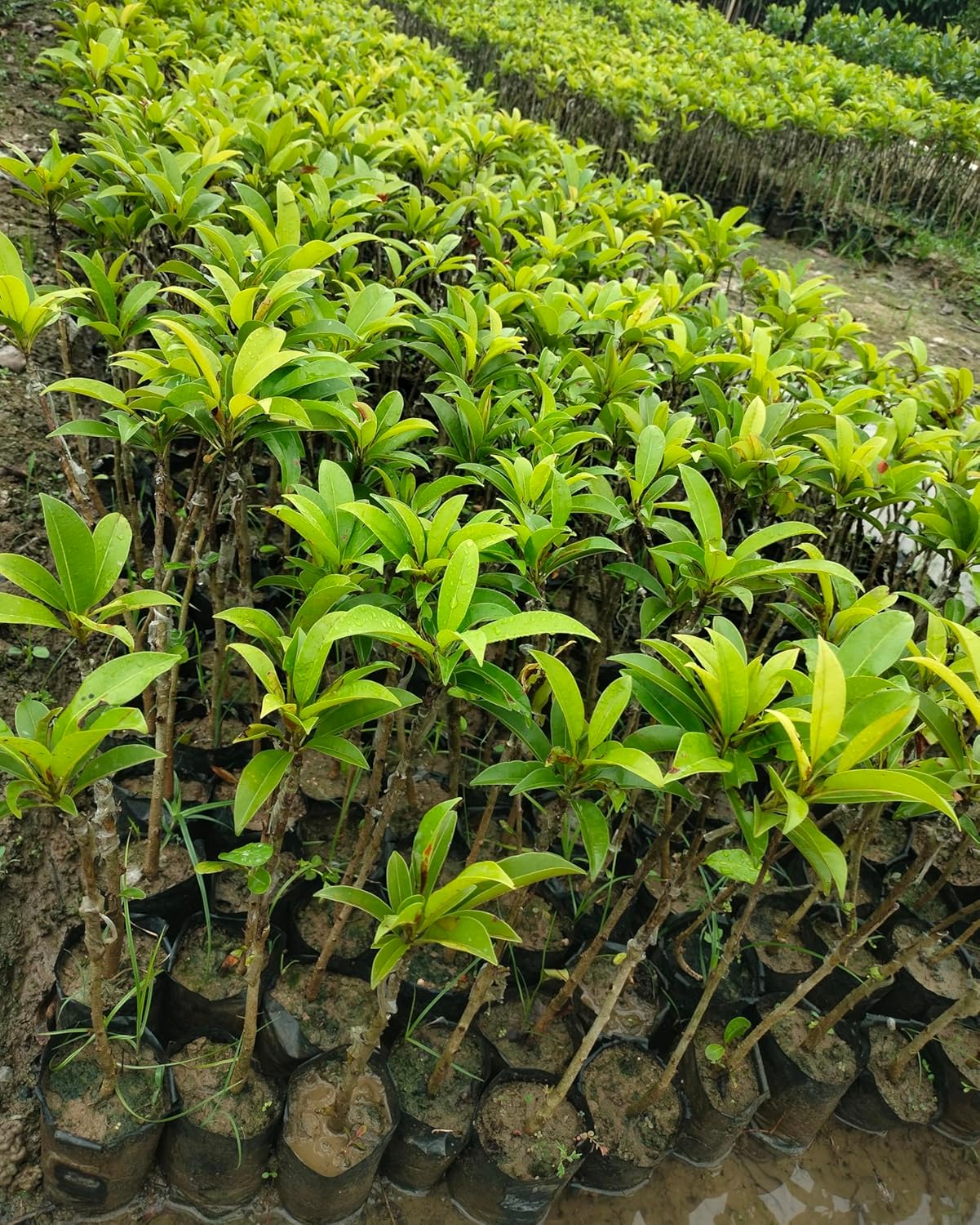 RK and JA Plant* Hybrid & Sweet Sapota/Chiku Fruit Live Plant (Grafted). All time Season & Fruit After 2 Months. (Pack Of - 1)