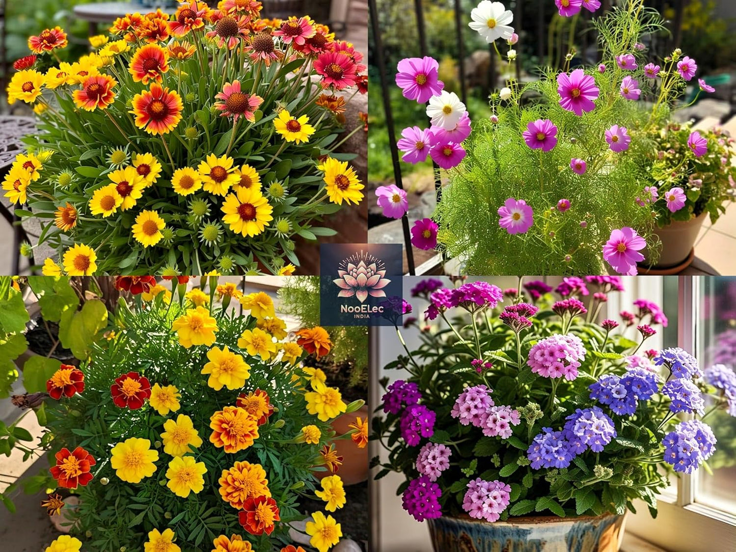 12-in-1 Summer Flower Rare Hybrid Seeds Collection: Easy to Grow, Low Maintenance, Suitable for All Indian Regions - Seeds Ville
