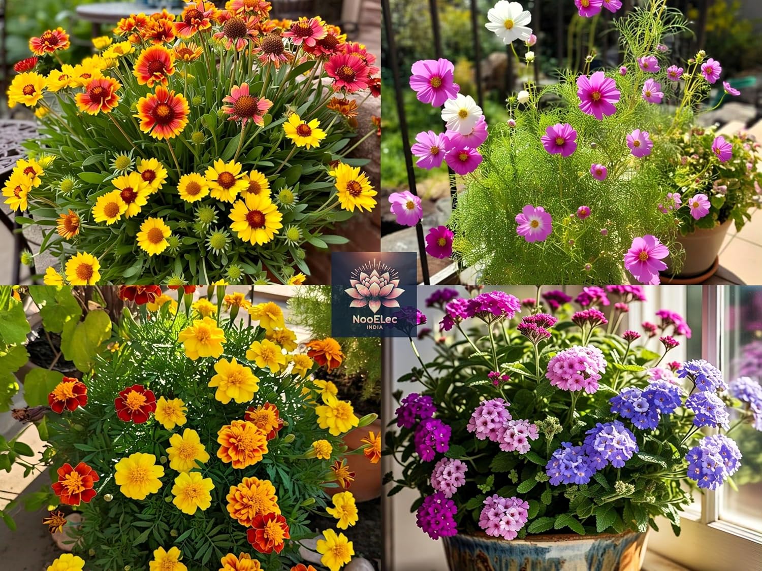 12-in-1 Summer Flower Rare Hybrid Seeds Collection: Easy to Grow, Low Maintenance, Suitable for All Indian Regions - Seeds Ville