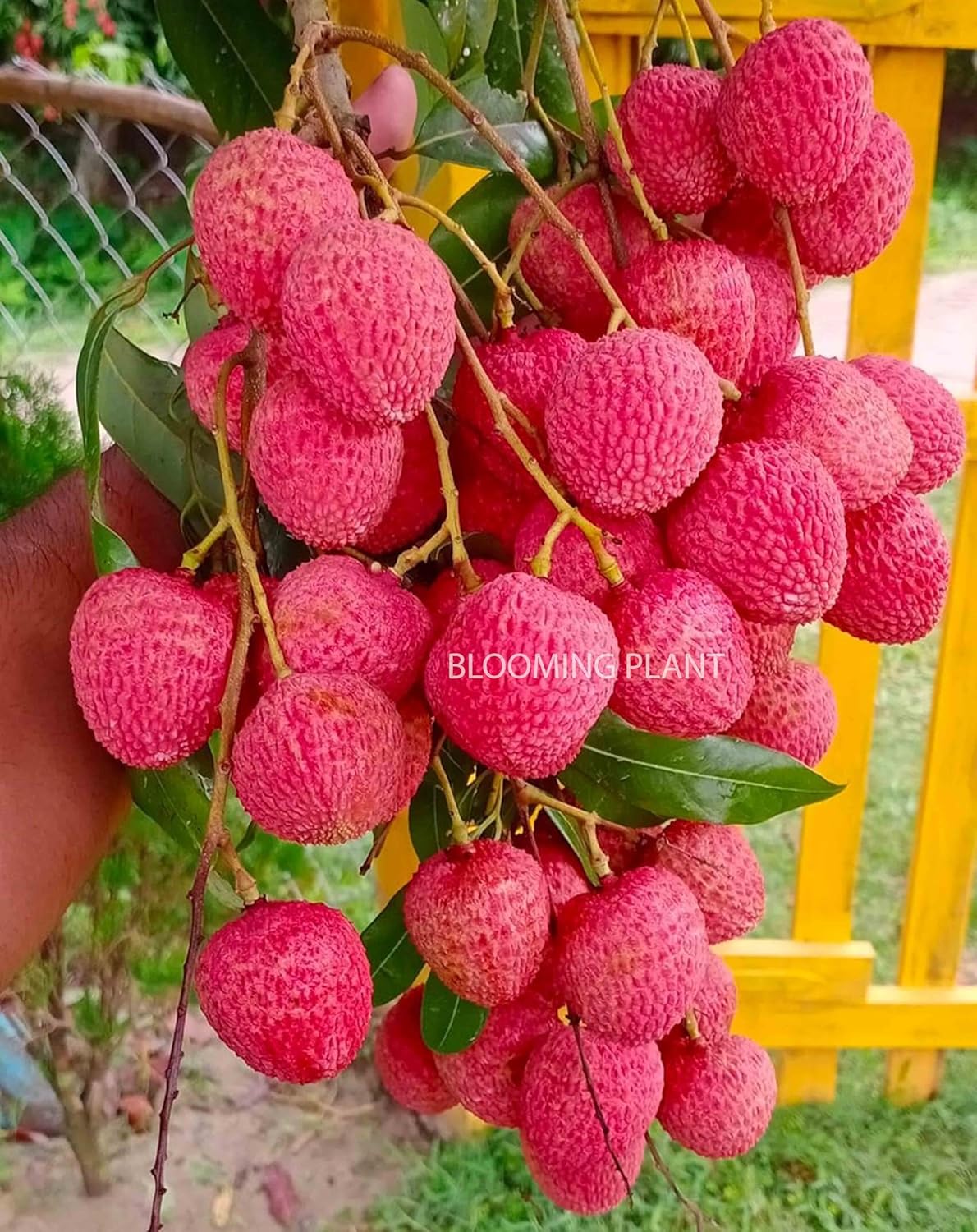 Muzaffarpur Shahi Litchi Fruit Live Plant | Lichi | Lychee | Lichu | Air Layered - Hybrid | High-Yield - Sweet Fruiting Tree For Home Garden (1-2 Feet Height 1 Leechi Plant in Poly Bag)