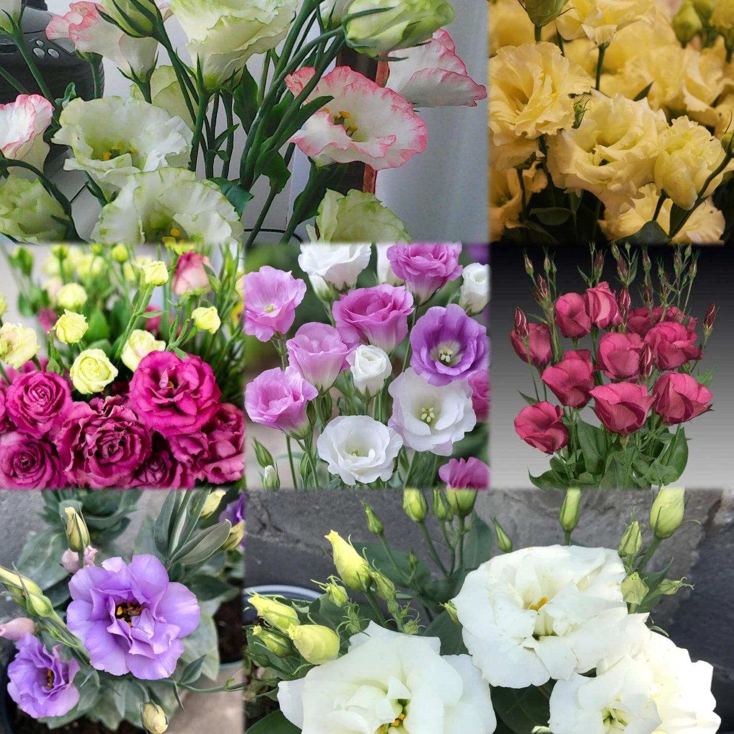 Radha Krishna Agriculture® Imported Lisianthus Flower Seeds for Home and Kitchen Gardening Pack of 100 seeds (MULTISHADE)