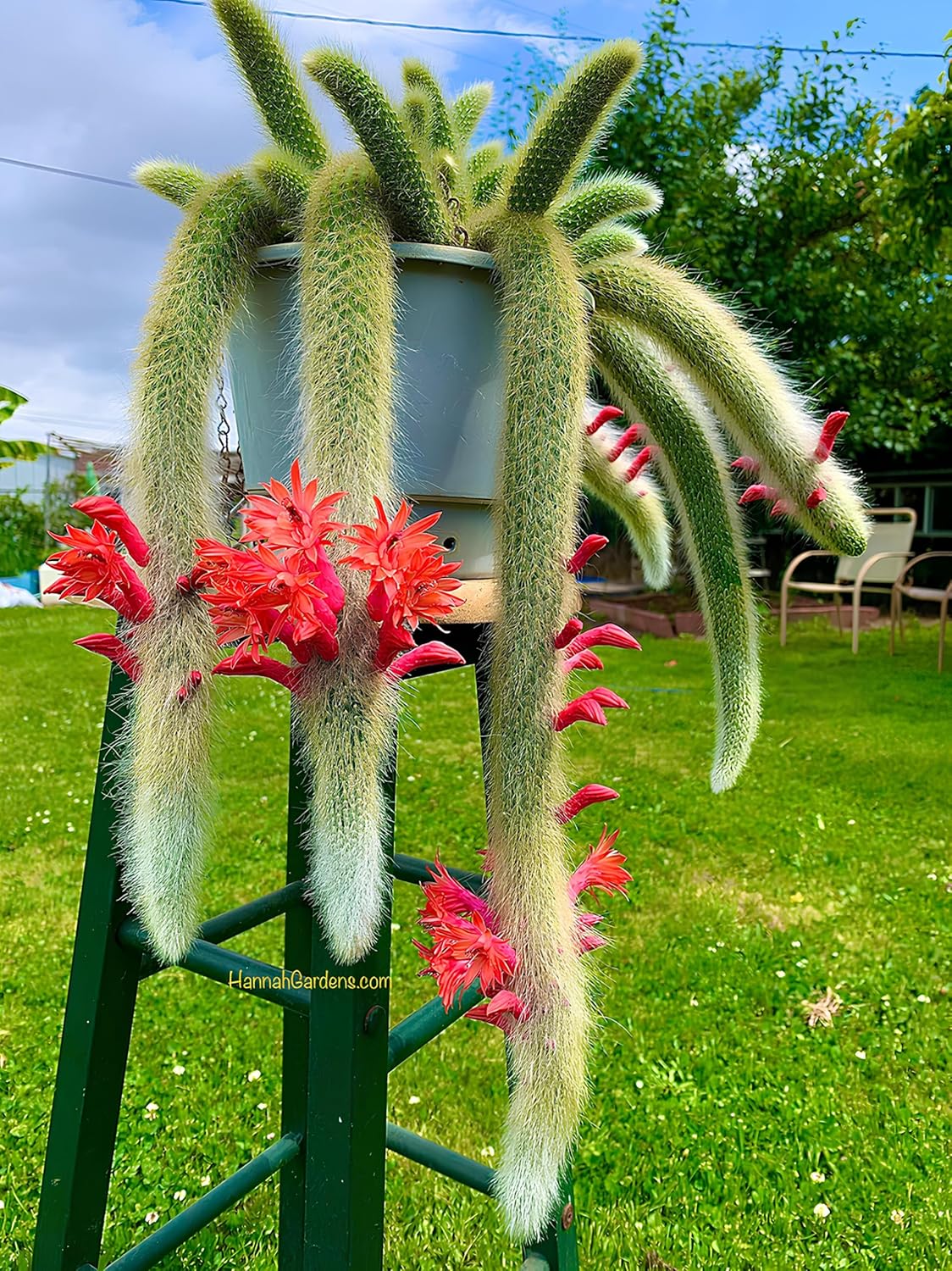 35+ SEEDS All Seasons Monkey Tail Cactus Seeds For Planting Home Garden -Indoor or Outdoor